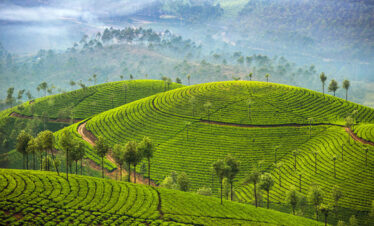 Munnar Tour