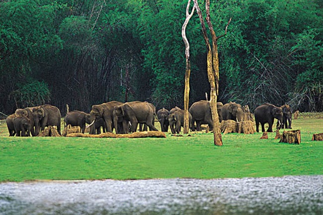 thekkady wildlife