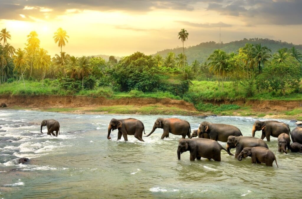 Pocharam Wildlife Sanctuary